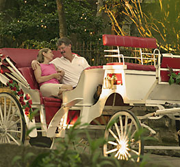 a horse-drawn carriage ride